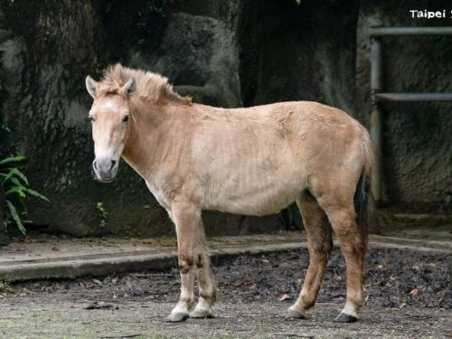 馬年來動物園聽故事！蒙古野馬從「野外滅絕」到重返草原，臺北市立動物園邀你一起見證保育奇蹟